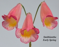 Smithiantha Early Spring